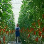 Seralar için Kamera ve Alarm Çözümleri